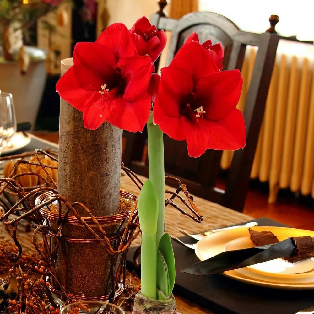Evergreen Waxed Red Blooming Giant Amaryllis Bulb 2 Evergreen Waxed Red Blooming Giant Amaryllis Bulb - Image 2