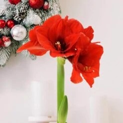 Evergreen Waxed Red Blooming Giant Amaryllis Bulb 20 Evergreen Waxed Red Blooming Giant Amaryllis Bulb -Northlight Shop fresh christmas plants hd9028 fa 1000