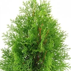 2.25 Gal. Live Table Top Christmas Tree Green Giant Arborvitae Shrub -Northlight Shop fresh christmas plants hd9059 1f 1000