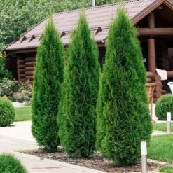 2.25 Gal. Live Table Top Christmas Tree Green Giant Arborvitae Shrub -Northlight Shop fresh christmas plants hd9059 44 1000