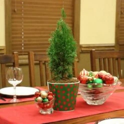 2.25 Gal. Live Table Top Christmas Tree Green Giant Arborvitae Shrub -Northlight Shop fresh christmas plants hd9059 4f 1000