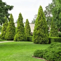 2.25 Gal. Live Table Top Christmas Tree Green Giant Arborvitae Shrub -Northlight Shop fresh christmas plants hd9059 76 1000