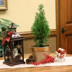 2.25 Gal. Live Table Top Christmas Tree Green Giant Arborvitae Shrub -Northlight Shop fresh christmas plants hd9059 c3 1000