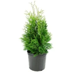 2.25 Gal. Live Table Top Christmas Tree Green Giant Arborvitae Shrub -Northlight Shop fresh christmas plants hd9059 d4 1000