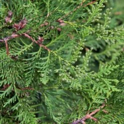 2.25 Gal. Live Table Top Christmas Tree Green Giant Arborvitae Shrub -Northlight Shop fresh christmas plants hd9059 fa 1000