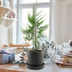 2.5 Qt. Live Table Top Christmas Tree Leyland Cypress Shrub 14 2.5 Qt. Live Table Top Christmas Tree Leyland Cypress Shrub -Northlight Shop fresh christmas plants hd9060 1f 1000