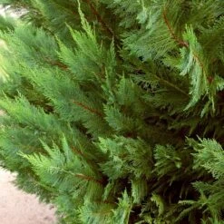 2.5 Qt. Live Table Top Christmas Tree Leyland Cypress Shrub 19 2.5 Qt. Live Table Top Christmas Tree Leyland Cypress Shrub -Northlight Shop fresh christmas plants hd9060 31 1000