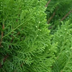 2.5 Qt. Live Table Top Christmas Tree Leyland Cypress Shrub 15 2.5 Qt. Live Table Top Christmas Tree Leyland Cypress Shrub -Northlight Shop fresh christmas plants hd9060 44 1000