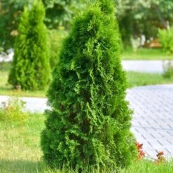 2.5 Qt. Live Table Top Christmas Tree Leyland Cypress Shrub 13 2.5 Qt. Live Table Top Christmas Tree Leyland Cypress Shrub -Northlight Shop fresh christmas plants hd9060 4f 1000