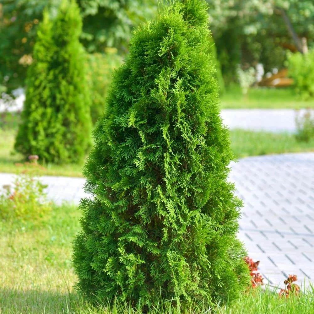 2.5 Qt. Live Table Top Christmas Tree Leyland Cypress Shrub 4 2.5 Qt. Live Table Top Christmas Tree Leyland Cypress Shrub - Image 4
