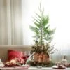 2.5 Qt. Live Table Top Christmas Tree Leyland Cypress Shrub -Northlight Shop fresh christmas plants hd9060 64 1000
