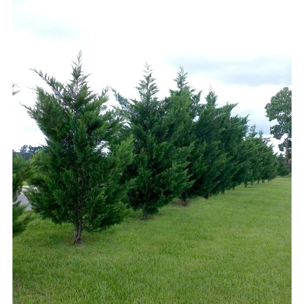 2.5 Qt. Live Table Top Christmas Tree Leyland Cypress Shrub 2 2.5 Qt. Live Table Top Christmas Tree Leyland Cypress Shrub - Image 2