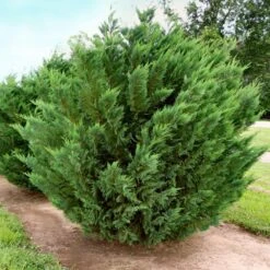 2.5 Qt. Live Table Top Christmas Tree Leyland Cypress Shrub 17 2.5 Qt. Live Table Top Christmas Tree Leyland Cypress Shrub -Northlight Shop fresh christmas plants hd9060 76 1000