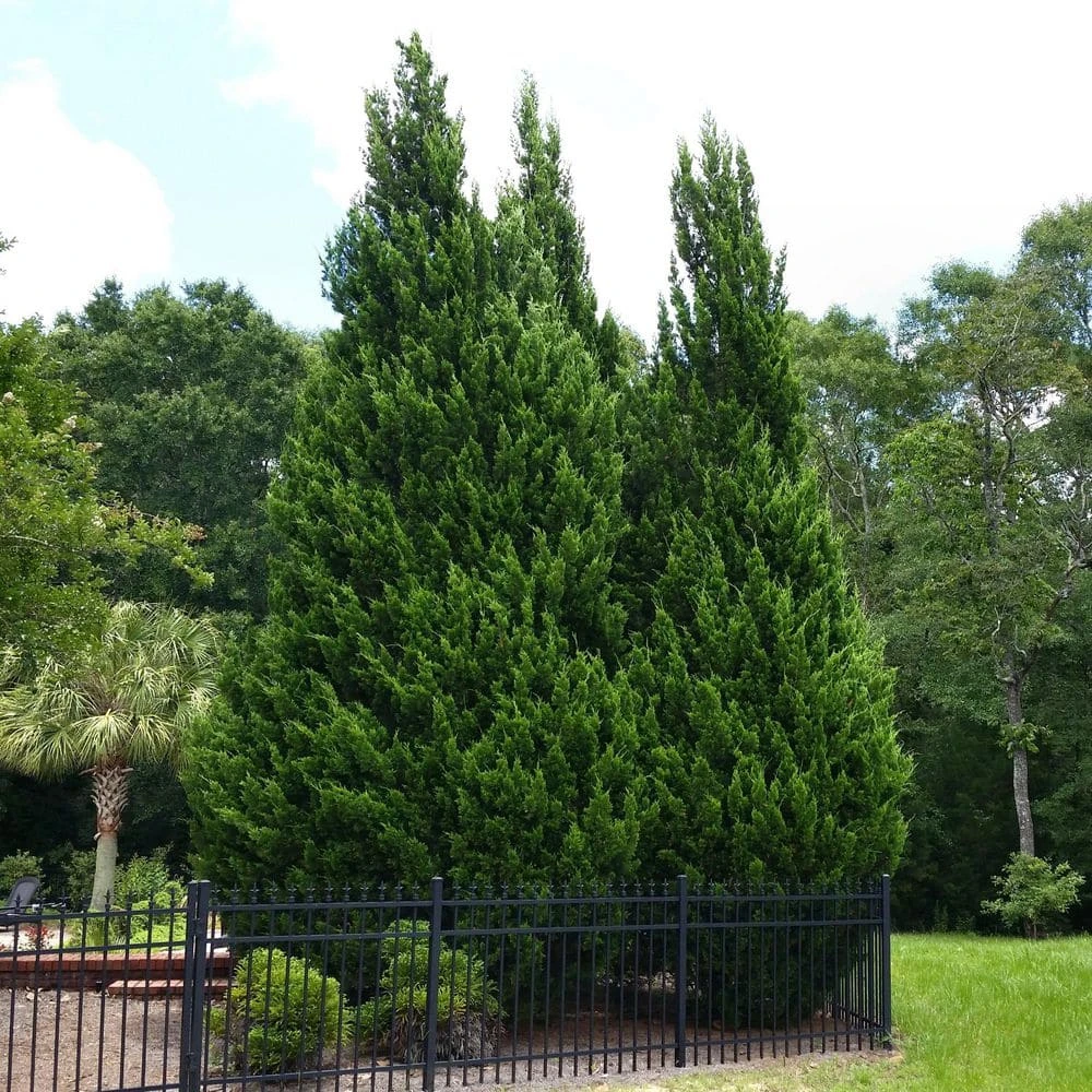2.5 Qt. Live Table Top Christmas Tree Leyland Cypress Shrub 3 2.5 Qt. Live Table Top Christmas Tree Leyland Cypress Shrub - Image 3