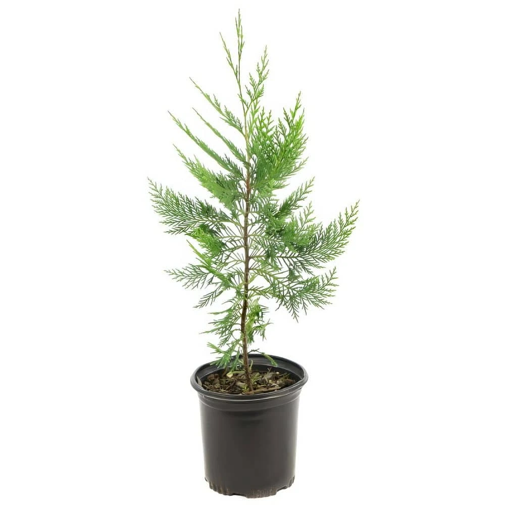 2.5 Qt. Live Table Top Christmas Tree Leyland Cypress Shrub 9 2.5 Qt. Live Table Top Christmas Tree Leyland Cypress Shrub - Image 9