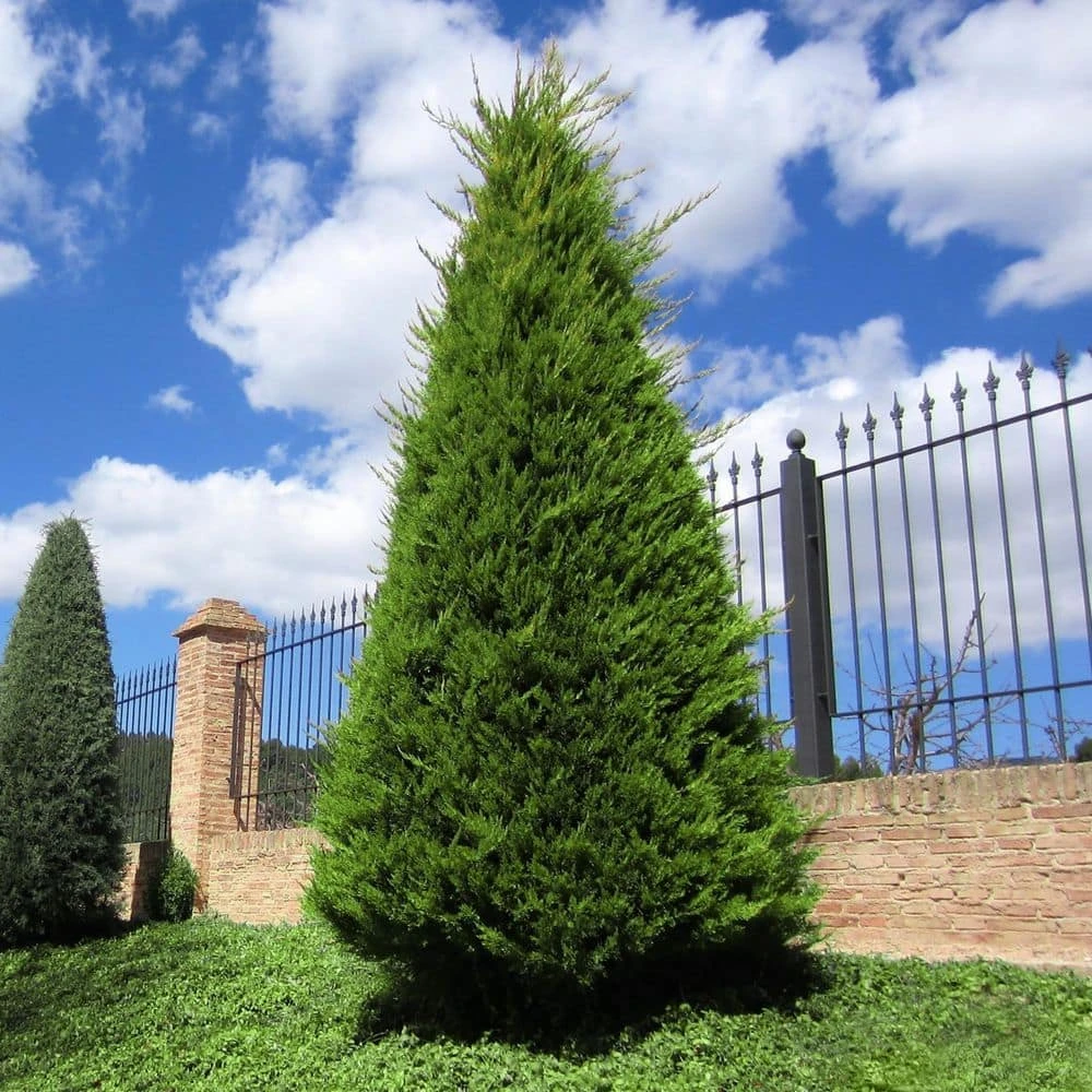 2.5 Qt. Live Table Top Christmas Tree Leyland Cypress Shrub 7 2.5 Qt. Live Table Top Christmas Tree Leyland Cypress Shrub - Image 7