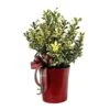 6 In. Live Holiday Variegated Holly Shrub In Decorative Red Pot -Northlight Shop fresh christmas plants o469901c 64 1000