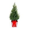 3 Gal. Holiday Dwarf Alberta Spruce Live Shrub In Square Washed Walnut Pot With Red Bow -Northlight Shop fresh christmas plants o585003wwbw 64 1000