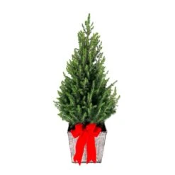 3 Gal. Holiday Dwarf Alberta Spruce Live Shrub In Square Washed Walnut Pot With Red Bow