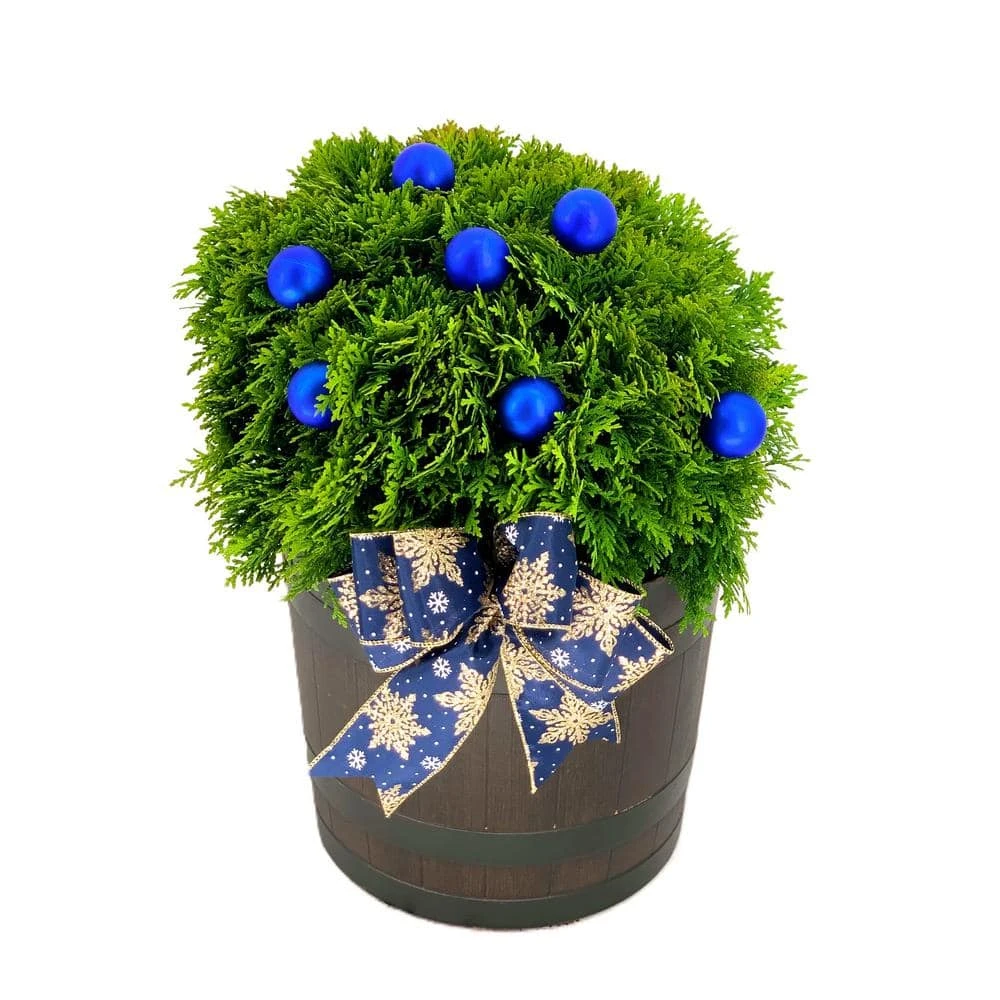 11 In. Holiday Danica Globe Arborvitae Live Shrub In Black Decorative Pot With Blue Ornaments And Holiday Bow 1 11 In. Holiday Danica Globe Arborvitae Live Shrub In Black Decorative Pot With Blue Ornaments And Holiday Bow