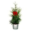 11 In. Holiday Green Giant Cedar In Farmhouse Metal Pot With Holiday Bow (Approximate Shipping Height 48 In.) 3 11 In. Holiday Green Giant Cedar In Farmhouse Metal Pot With Holiday Bow (Approximate Shipping Height 48 In.) -Northlight Shop fresh christmas plants o885203hbw 64 1000