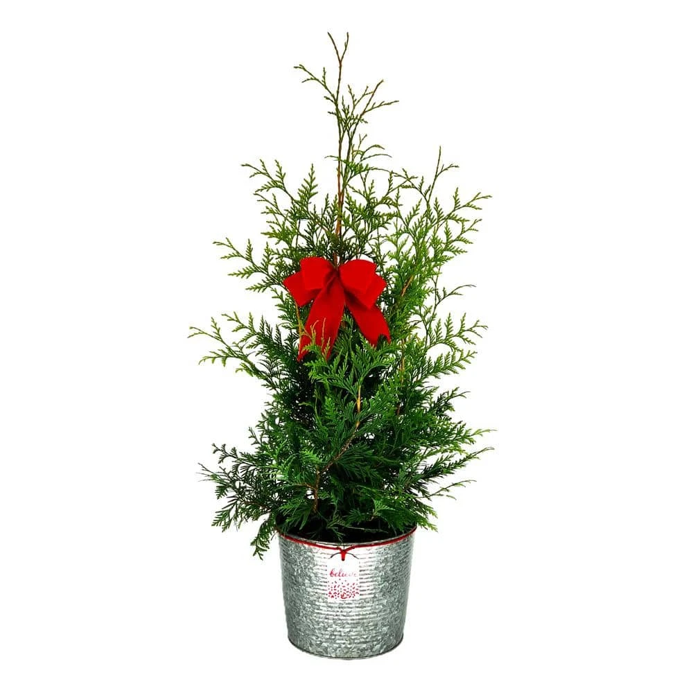 11 In. Holiday Green Giant Cedar In Farmhouse Metal Pot With Holiday Bow (Approximate Shipping Height 48 In.) 1 11 In. Holiday Green Giant Cedar In Farmhouse Metal Pot With Holiday Bow (Approximate Shipping Height 48 In.)