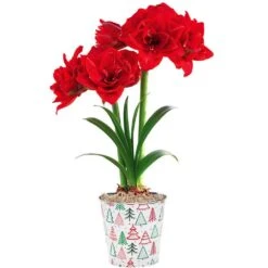 Cherry Nymph Red Flowering Amaryllis (Hippaestrum) Bulb Gift Kit, Planted In A Decorative 6 Inch Pot