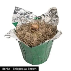 Marilyn Double White Flowering Amaryllis Dormant Bulb Holiday Gift Kit, Planted In A Foil Wrapped 6 In. Pot -Northlight Shop gardens alive fresh christmas plants 97624 1f 1000