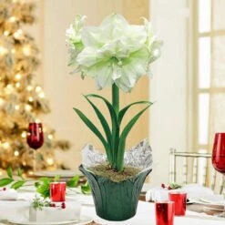 Marilyn Double White Flowering Amaryllis Dormant Bulb Holiday Gift Kit, Planted In A Foil Wrapped 6 In. Pot