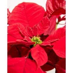 6 In. Holiday Poinsettia (Euphorbia Pulcherrima) In Medium Chai Eco Pot -Northlight Shop lively root fresh christmas plants lrhpin6chai 4f 1000