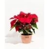 6 In. Holiday Poinsettia (Euphorbia Pulcherrima) In Medium Chai Eco Pot -Northlight Shop lively root fresh christmas plants lrhpin6chai 64 1000
