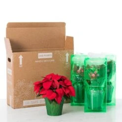 2 Qt. Christmas Poinsettia Red With Green Foil (3-Pack) 10 2 Qt. Christmas Poinsettia Red With Green Foil (3-Pack) -Northlight Shop metrolina greenhouses fresh christmas plants 4446 1f 1000
