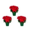 2 Qt. Christmas Poinsettia Red With Green Foil (3-Pack) -Northlight Shop metrolina greenhouses fresh christmas plants 4446 64 1000