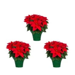 2 Qt. Christmas Poinsettia Red With Green Foil (3-Pack)