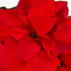 2 Qt. Christmas Poinsettia Red With Green Foil (3-Pack) 8 2 Qt. Christmas Poinsettia Red With Green Foil (3-Pack) -Northlight Shop metrolina greenhouses fresh christmas plants 4446 c3 1000