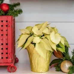 2 Qt. Christmas Poinsettia White With Green Foil (3-Pack) -Northlight Shop metrolina greenhouses fresh christmas plants 4447 4f 1000