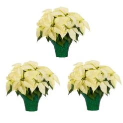 2 Qt. Christmas Poinsettia White With Green Foil (3-Pack)