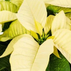 2 Qt. Christmas Poinsettia White With Green Foil (3-Pack) -Northlight Shop metrolina greenhouses fresh christmas plants 4447 c3 1000