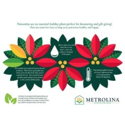 2 Qt. Christmas Poinsettia White With Green Foil (3-Pack) -Northlight Shop metrolina greenhouses fresh christmas plants 4447 d4 1000