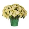 3.5 Qt. 8 In. Live Christmas Poinsettia White With Green Foil Holiday Plant (1-Pack) -Northlight Shop metrolina greenhouses fresh christmas plants 5230 64 1000