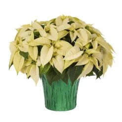 3.5 Qt. 8 In. Live Christmas Poinsettia White With Green Foil Holiday Plant (1-Pack)