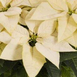 3.5 Qt. 8 In. Live Christmas Poinsettia White With Green Foil Holiday Plant (1-Pack) -Northlight Shop metrolina greenhouses fresh christmas plants 5230 c3 1000