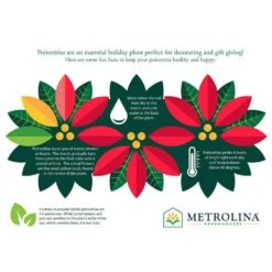 3.5 Qt. 8 In. Live Christmas Poinsettia White With Green Foil Holiday Plant (1-Pack) -Northlight Shop metrolina greenhouses fresh christmas plants 5230 d4 1000