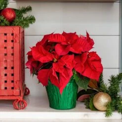 1.5 Qt. Live Christmas Poinsettia Red With Green Foil Holiday Plant (3-Pack) -Northlight Shop metrolina greenhouses fresh christmas plants 5231 1f 1000