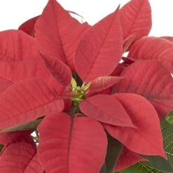 1.5 Qt. Live Christmas Poinsettia Red With Green Foil Holiday Plant (3-Pack) -Northlight Shop metrolina greenhouses fresh christmas plants 5231 4f 1000