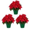 1.5 Qt. Live Christmas Poinsettia Red With Green Foil Holiday Plant (3-Pack) -Northlight Shop metrolina greenhouses fresh christmas plants 5231 64 1000
