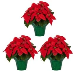 1.5 Qt. Live Christmas Poinsettia Red With Green Foil Holiday Plant (3-Pack)