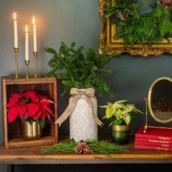 18 In. Holiday Greens Bough Bundle Fraser Fir (1-Pack) -Northlight Shop metrolina greenhouses fresh christmas plants 5333 1f 1000