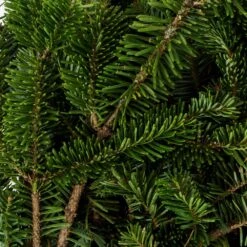 18 In. Holiday Greens Bough Bundle Fraser Fir (1-Pack) -Northlight Shop metrolina greenhouses fresh christmas plants 5333 4f 1000