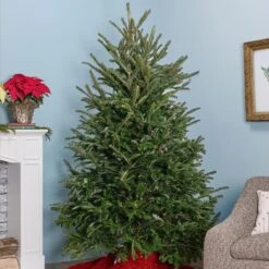 6 Ft. Live Cut Fraser Fir Christmas Tree (1-Pack) -Northlight Shop metrolina greenhouses real christmas trees 5324 44 1000